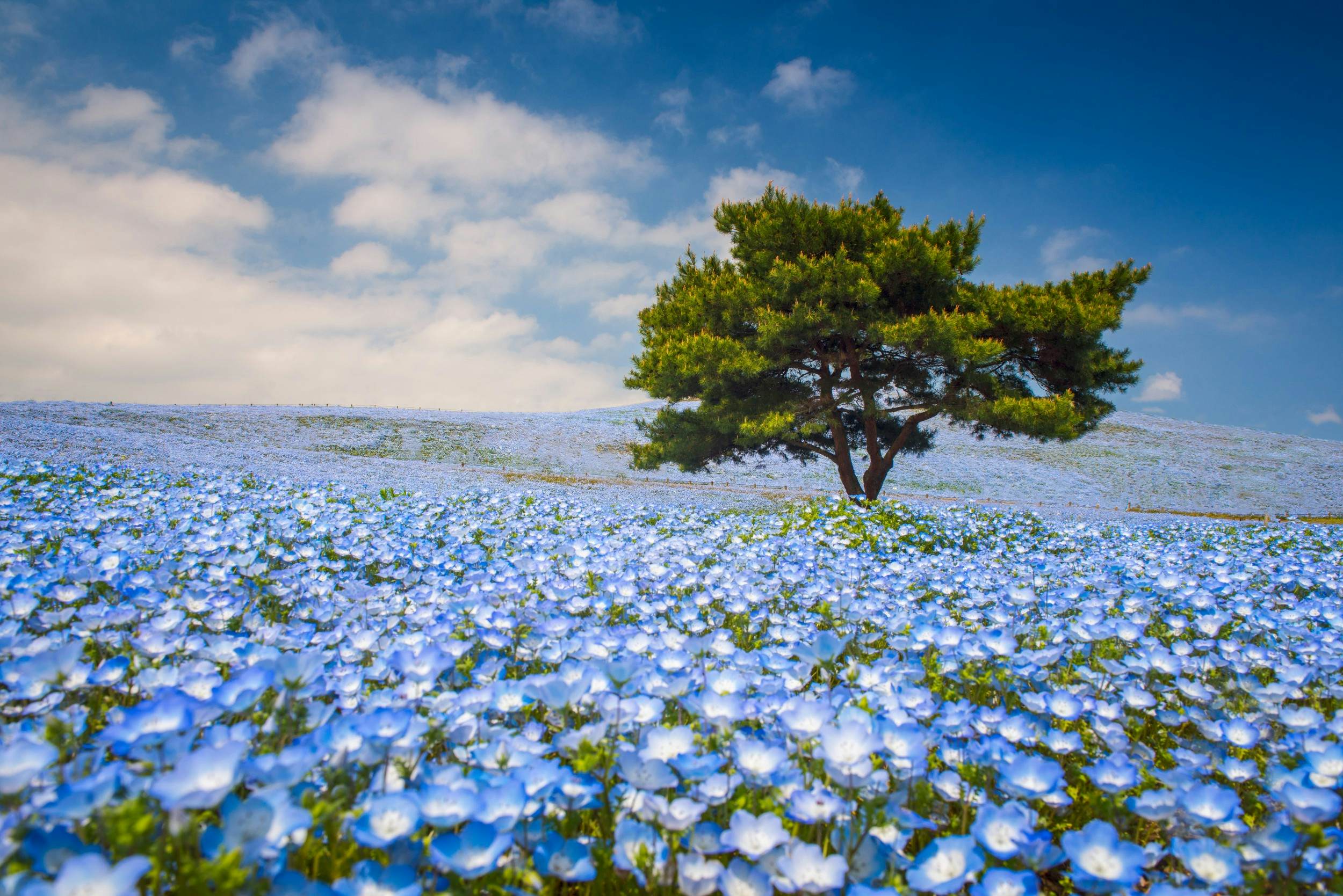 Enjoy these wildflower blooms from around the world online
